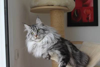 Maine Coon Black silver