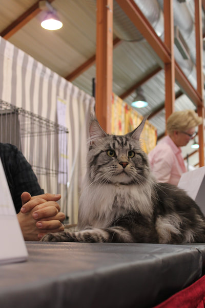 Maine Coon Black silver 