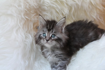 maine coon 