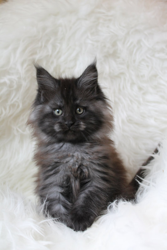 maine coon 