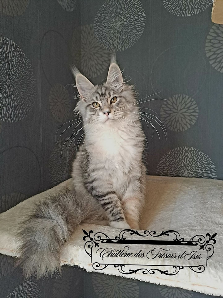 Maine Coon silver