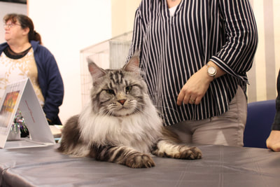 Maine Coon Black silver 