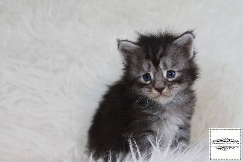Chaton Maine coon black silver