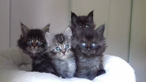 Chatons Maine Coon 